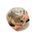 kハムちゃんず（個別スタンプ：16）