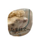 kハムちゃんず（個別スタンプ：17）