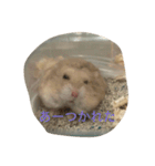 kハムちゃんず（個別スタンプ：18）