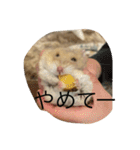 kハムちゃんず（個別スタンプ：19）