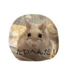 kハムちゃんず（個別スタンプ：20）