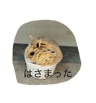 kハムちゃんず（個別スタンプ：22）