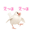 (自称)我、最強の白文鳥（個別スタンプ：1）