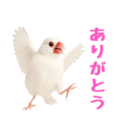(自称)我、最強の白文鳥（個別スタンプ：2）