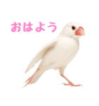(自称)我、最強の白文鳥（個別スタンプ：3）