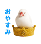 (自称)我、最強の白文鳥（個別スタンプ：4）