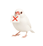 (自称)我、最強の白文鳥（個別スタンプ：6）