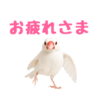 (自称)我、最強の白文鳥（個別スタンプ：7）