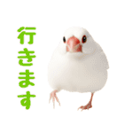 (自称)我、最強の白文鳥（個別スタンプ：8）