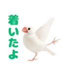 (自称)我、最強の白文鳥（個別スタンプ：9）