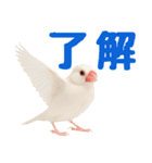(自称)我、最強の白文鳥（個別スタンプ：10）