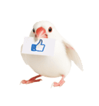 (自称)我、最強の白文鳥（個別スタンプ：13）