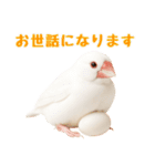 (自称)我、最強の白文鳥（個別スタンプ：15）
