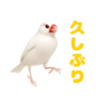 (自称)我、最強の白文鳥（個別スタンプ：17）
