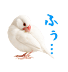(自称)我、最強の白文鳥（個別スタンプ：18）