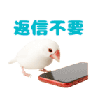 (自称)我、最強の白文鳥（個別スタンプ：20）