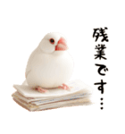 (自称)我、最強の白文鳥（個別スタンプ：27）