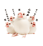 (自称)我、最強の白文鳥（個別スタンプ：28）