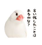 (自称)我、最強の白文鳥（個別スタンプ：29）