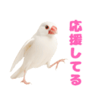 (自称)我、最強の白文鳥（個別スタンプ：30）