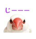 (自称)我、最強の白文鳥（個別スタンプ：31）