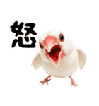 (自称)我、最強の白文鳥（個別スタンプ：32）