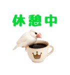 (自称)我、最強の白文鳥（個別スタンプ：33）