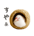(自称)我、最強の白文鳥（個別スタンプ：34）