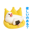 (自称)我、最強の白文鳥（個別スタンプ：36）
