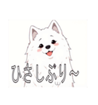 サモエドがいっぱい（個別スタンプ：13）
