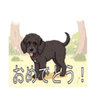 カーリーコーテッドレトリバー（個別スタンプ：6）