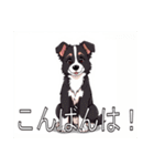 ボーダーコリーがいっぱい（個別スタンプ：4）