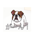 ブルドッグがいっぱい（個別スタンプ：25）