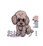 ミディアムプードルがいっぱい（個別スタンプ：1）