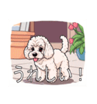 ミディアムプードルがいっぱい（個別スタンプ：21）