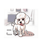 ミディアムプードルがいっぱい（個別スタンプ：32）