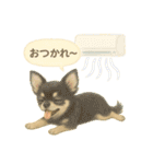 ふわふわチワワの夏スタンプ（個別スタンプ：3）