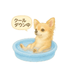 ふわふわチワワの夏スタンプ（個別スタンプ：8）
