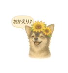 ふわふわチワワの夏スタンプ（個別スタンプ：9）