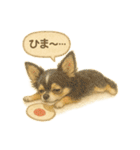 ふわふわチワワの夏スタンプ（個別スタンプ：11）