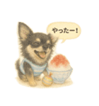 ふわふわチワワの夏スタンプ（個別スタンプ：12）