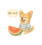ふわふわチワワの夏スタンプ（個別スタンプ：13）
