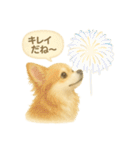 ふわふわチワワの夏スタンプ（個別スタンプ：16）