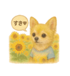 ふわふわチワワの夏スタンプ（個別スタンプ：17）