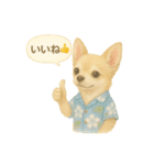 ふわふわチワワの夏スタンプ（個別スタンプ：20）