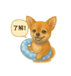 ふわふわチワワの夏スタンプ（個別スタンプ：25）