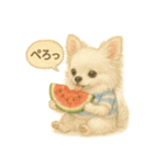 ふわふわチワワの夏スタンプ（個別スタンプ：26）