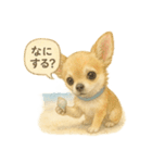 ふわふわチワワの夏スタンプ（個別スタンプ：31）