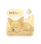 ふわふわチワワの夏スタンプ（個別スタンプ：35）