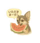 ふわふわチワワの夏スタンプ（個別スタンプ：37）